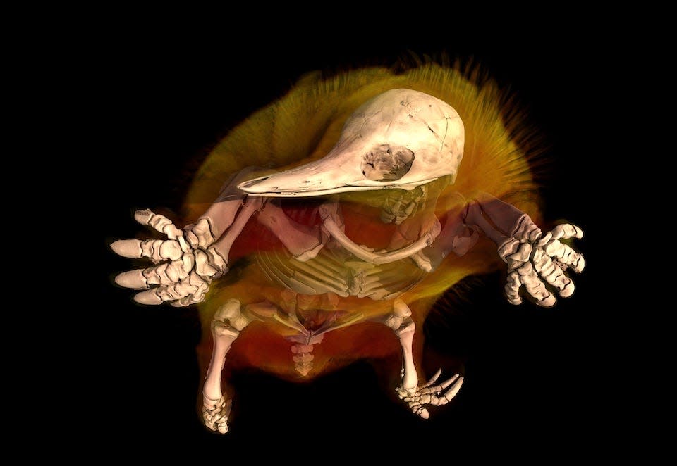 CT scan of an echidna