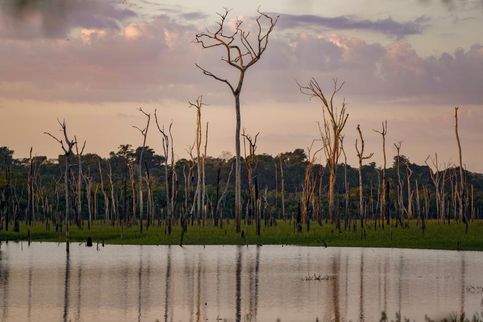 Árboles secos en una zona inundada por la presa hidroeléctrica Santo Antonio en una reserva en Jaci Paraná, en el estado de Rondonia, Brasil, el martes 11 de julio de 2023. (AP Foto/Andre Penner)