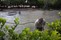 Un trabajador limpia el recinto de los flamencos en el Zoo de La Aurora, cerrado por las medidas contra el coronavirus, en Ciudad de Guatemala, el martes 31 de marzo de 2020. (AP Foto/Moisés Castillo)