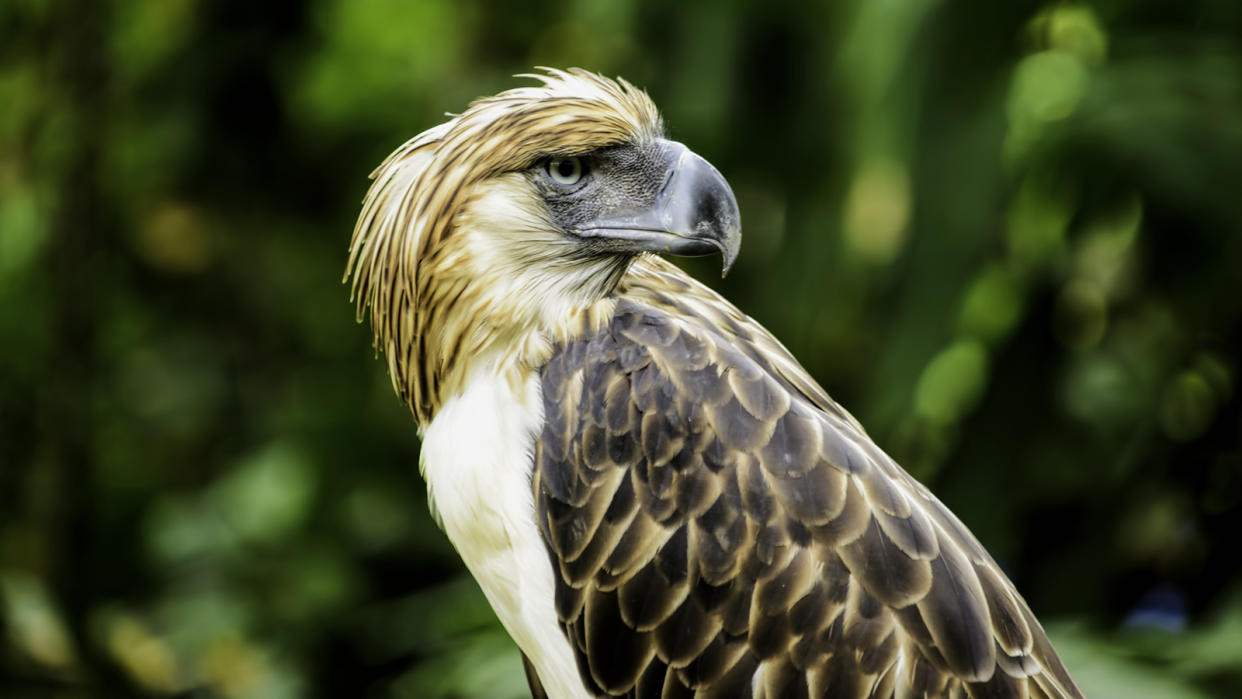 A brown eagle with a white chest and brown-tipped head feathers against a green background