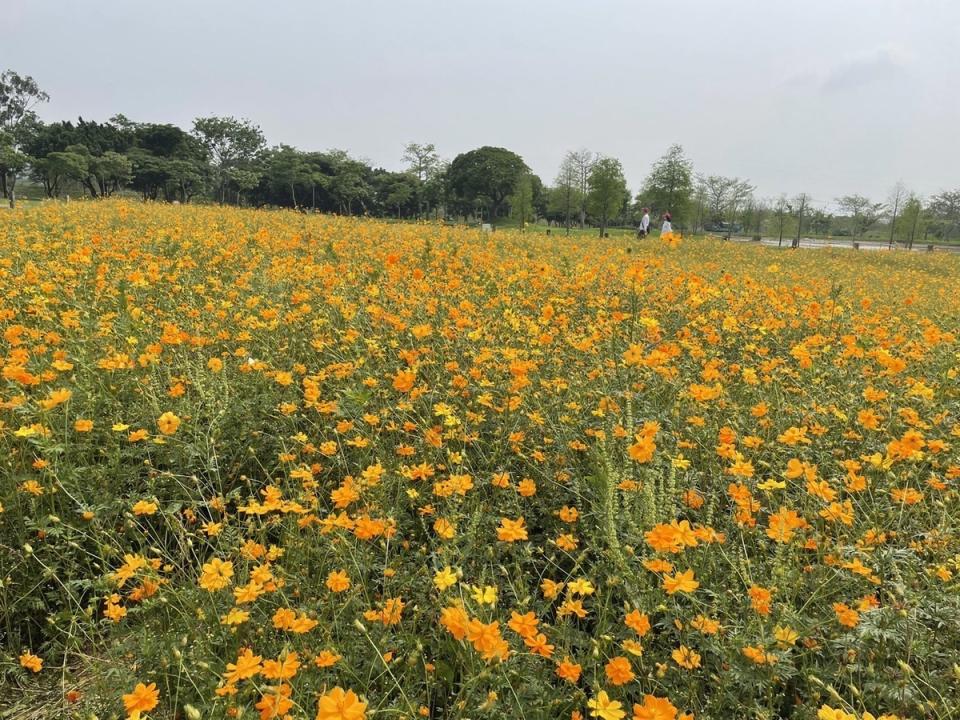 后里環保公園種植面積約4000平方公尺的波斯菊。   圖：台中市政府建設局／提供