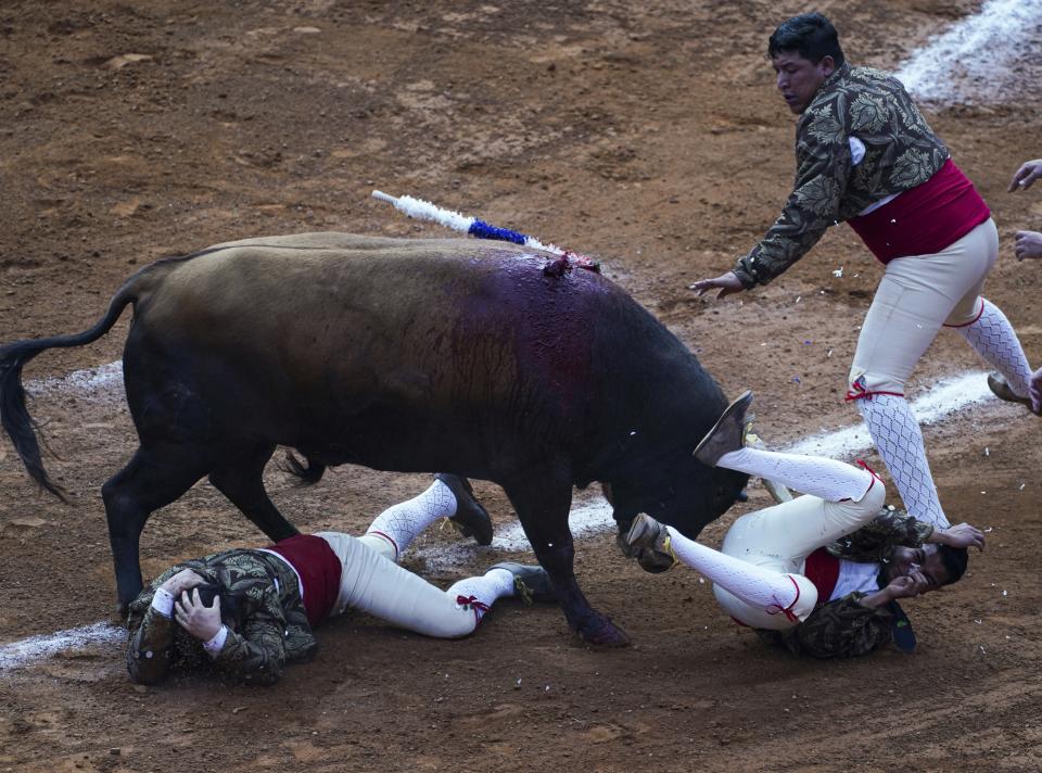 Members of "Forcados Amadores de Mexico" are toppled by a bull during a bullfight at The Plaza de toros Mexico in Mexico City, Sunday, Feb. 20, 2022. This season's bullfights in Mexico City may be the last, as legislators in the city assembly seek to revive a bill banning the activity. (AP Photo/Fernando Llano)