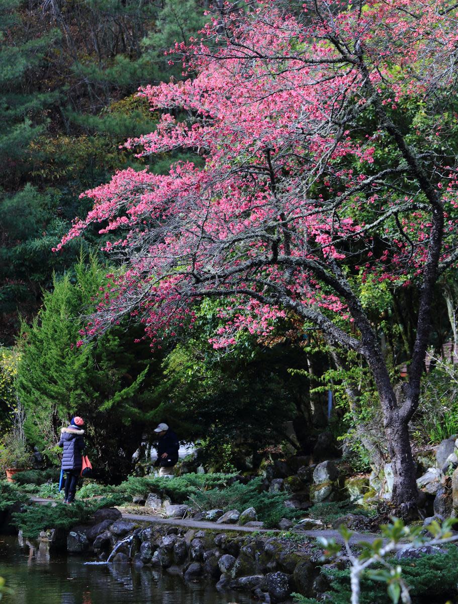 位於梅花梅后區旁水池畔的山櫻花已經盛開。