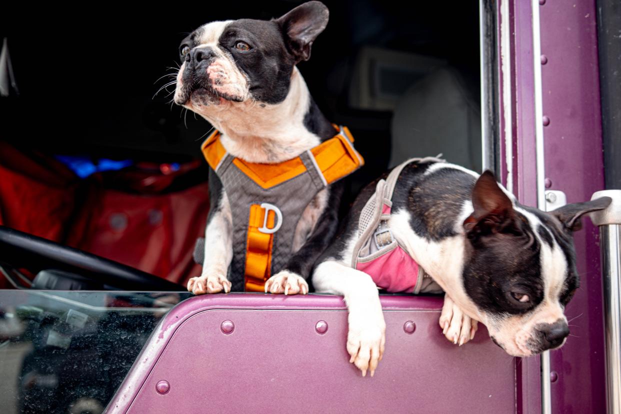 Rosie and Posie are pictured in their owners semi truck on April 29 after a storm ripped through Marietta.