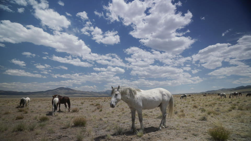 Wild horses graze on July 8, 2021, near U.S. Army Dugway Proving Ground, Utah. Horses from this herd were later rounded up as federal land managers increased the number of horses removed from the range during an historic drought. They say it's necessary to protect the parched land and the animals themselves, but wild-horse advocates accuse them of using the conditions as an excuse to move out more of the iconic animals to preserve cattle grazing. (AP Photo/Rick Bowmer)