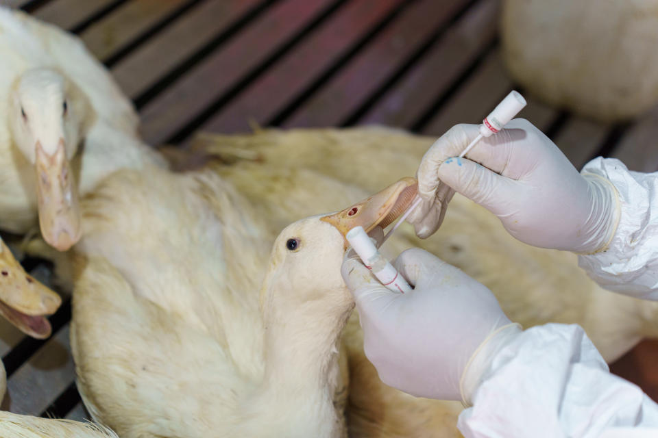 Un miembro del Instituto Nacional de Investigaciones en Salud Animal y Producción extrae un hisopo de un pato durante el seguimiento en la sección de aves de corral del mercado Orussey, en Phnom Penh, Camboya, el 7 de mayo de 2024. (Thomas Cristofoletti/The New York Times).