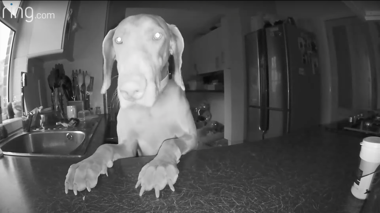  Dog captured by Ring Doorbell  