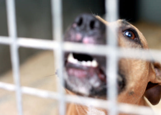 <b>Death Row Dogs (Tue, 10.35pm, BBC1) </b><br><br> If you’re any sort of animal lover, this show will really make your blood boil. It looks at the problem of illegal fighting dogs, such as pitbulls, on Britain’s streets. We’re in the West Midlands, but to be honest it could be anywhere in Britain where people keep dogs to show off, or even use as weapons, and mistreat their pets so badly that the animals become vicious. The show follows the police as they raid gangs and crack a suspected dog-fighting ring; while the programme also meets a family who lost a child as the result of an attack by a dangerous dog.