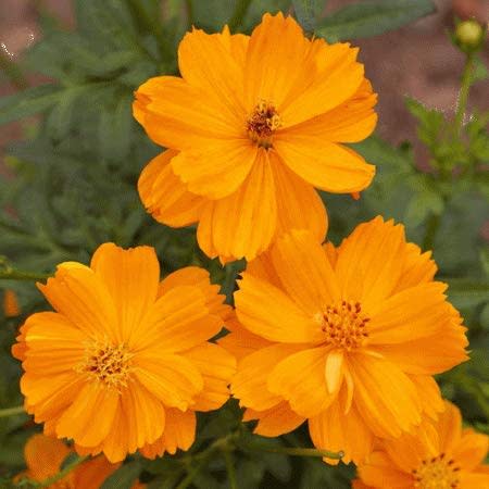 "sulphur Dwarf Gold" Cosmos Flower Seeds for Planting, 100+ Flower Seeds Per Packet, (isla