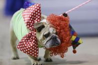 Jasmine Josephine loses her wig as she walks across stage during judging at the 35th annual Drake Relays Beautiful Bulldog Contest, Monday, April 21, 2014, in Des Moines, Iowa. The pageant kicks off the Drake Relays festivities at Drake University where a bulldog is the mascot. The dog is owned by Valerie Lillibridge, of Rockwell, Iowa. (AP Photo/Charlie Neibergall)