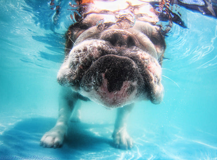 Herbie, 2-year-old English Bulldog