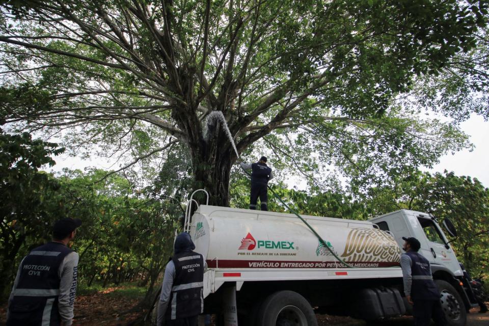 2024年5月18日，墨西哥東南部塔巴斯戈州森林裡，民防人員對一棵樹上噴水，希望助森林降溫。路透社