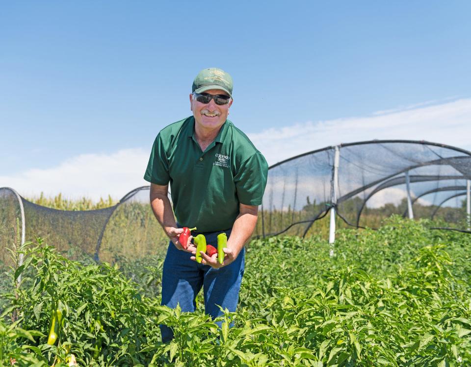 Colorado State University Arkansas Valley Research Center manager Mike Bartolo picks sample peppers before the groundbreaking of the Arkansas Valley Campus in Rocky Ford, Sept. 4, 2018.