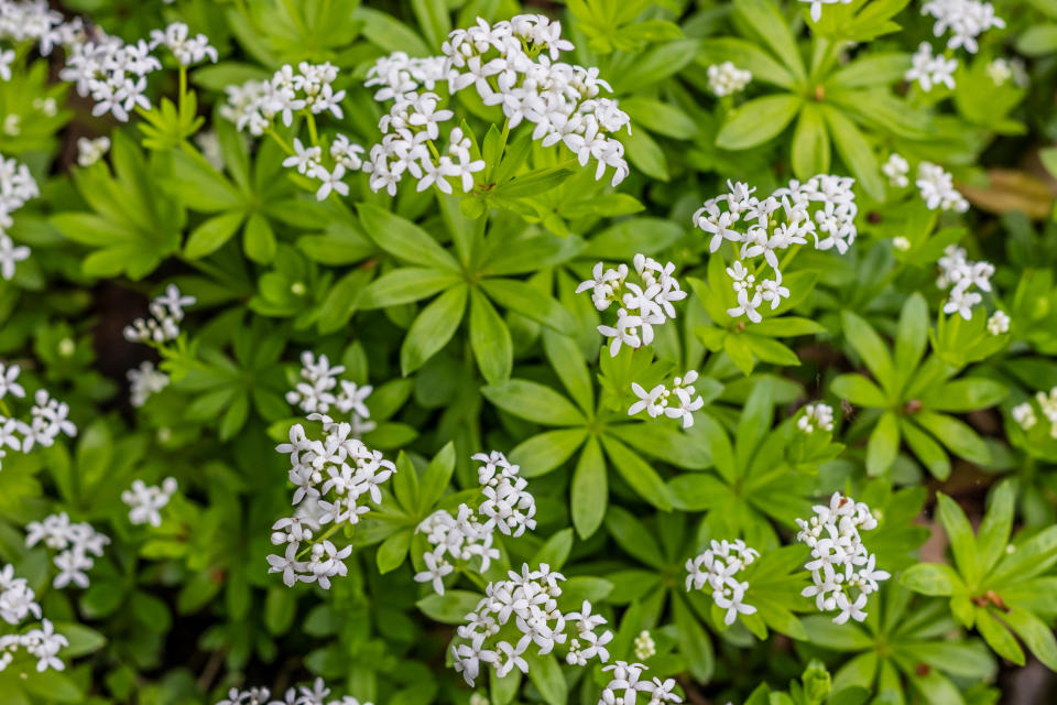 Waldmeister in voller Blüte. (Bild: Getty Images)