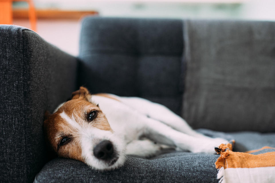Parson Russell Terrier dog feeling tired, desperate and sleepy, lying on a charcoal grey sofa at home with a tick-borne disease. (Photo via Getty Images)