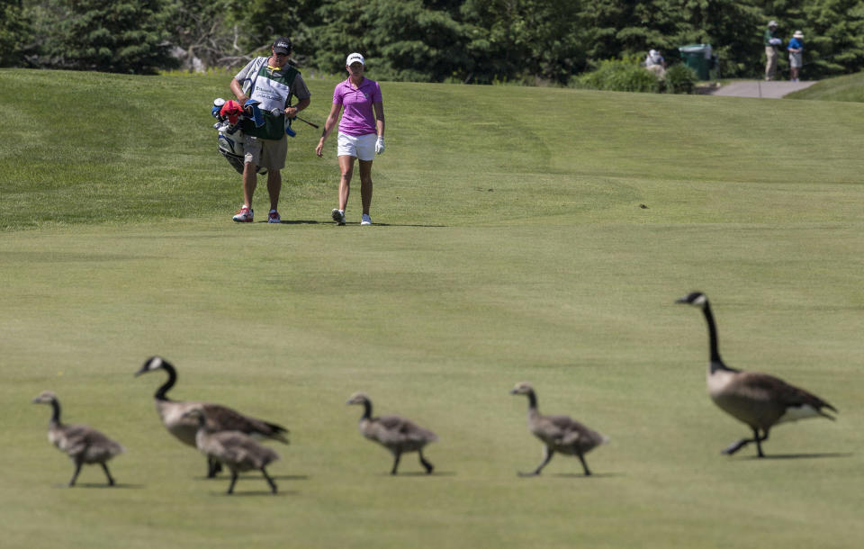 Geese walk in front of Stacy Lewis of the U.S. on the fifth fairway during the third round of the Manulife Financial LPGA Classic women's golf tournament at the Grey Silo course in Waterloo, June 7, 2014.    REUTERS/Mark Blinch (CANADA - Tags: SPORT GOLF ANIMALS)