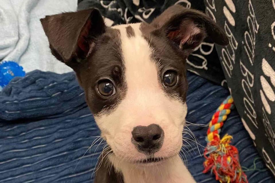 <p>Fort Wayne Animal Care & Control/Facebook</p> Louie the puppy, a dog staying with a Fort Wayne Animal Care & Control foster family after his rescue from a portable toilet
