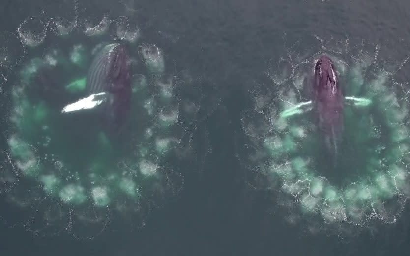 A team of researchers from the University of Hawaii captured this spectacular footage of humpbacks whales using a technique called bubble-net fishing in the waters near Alaska - Permit 19703 / MMRP / SWNS