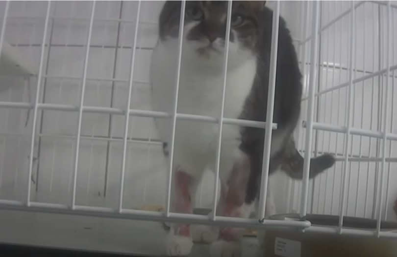 貓咪被迫抽血檢驗，雙腳幾乎滿是淤血！（圖／擷取自YouTube Cruelty Free International）