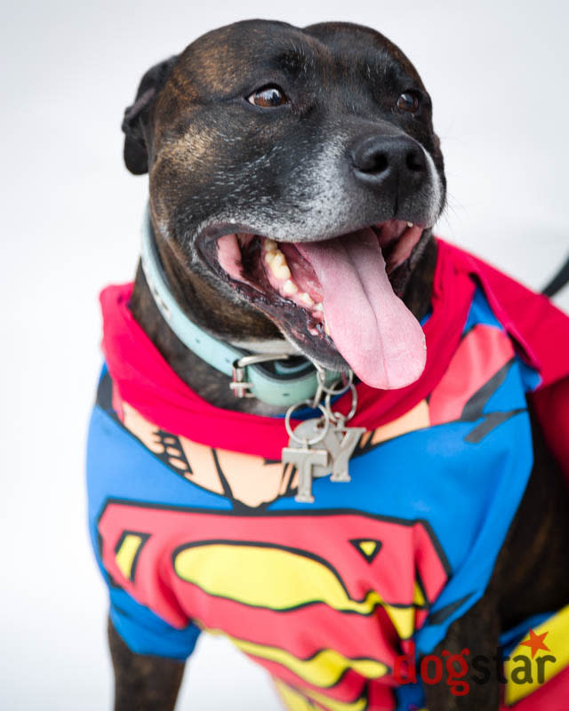 Superdoggy at Sci-Fido