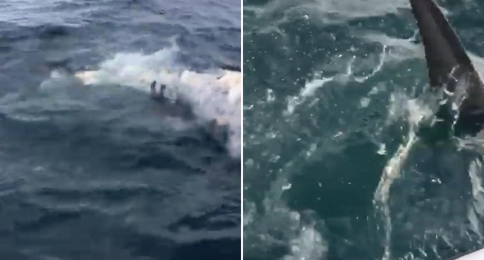 What's believed to be a tiger shark has been caught on camera chewing on a whale carcass in waters off Newcastle, NSW on Thursday.