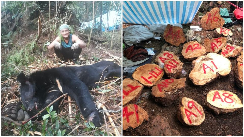 新竹破獲山老鼠集團，不僅盜採樹瘤，還將瀕危保育動物台灣黑熊吃下肚。（圖片來源／新竹林區管理處）
