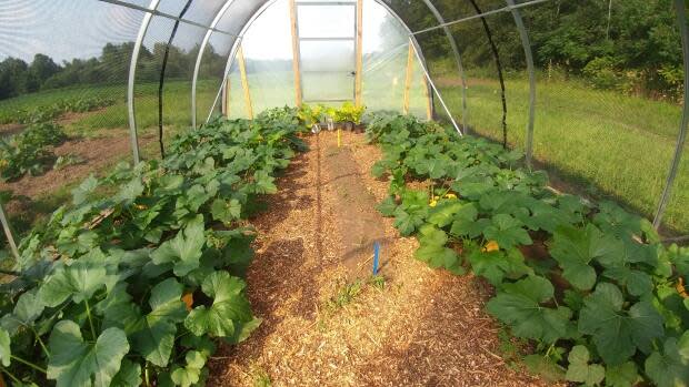 The researchers set up hoop houses to grow squash plants, applied pesticides, then introduced the bees into the hoop houses just as the plants were beginning to flower. The testing was blind, so researchers didn't know which treatments were in which hoop houses, but researcher Susan Chan says it became clear pretty quickly that bees were negatively impacted by one particular treatment.