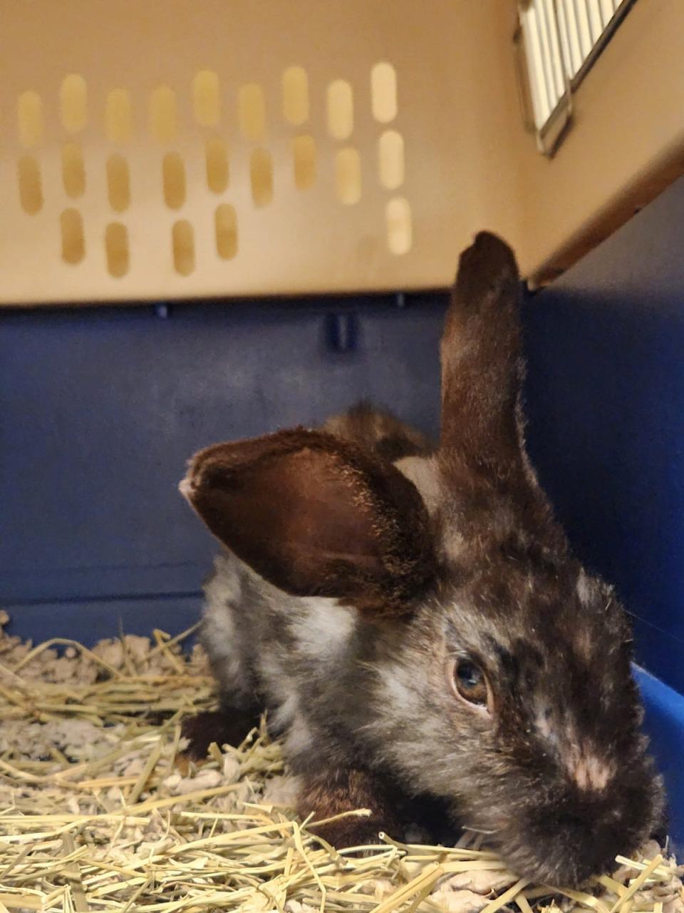 One of the rabbits rescued over the weekend in Toms River is now at the township's animal shelter.