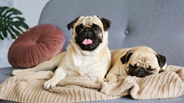 Pugs hot sale in apartments