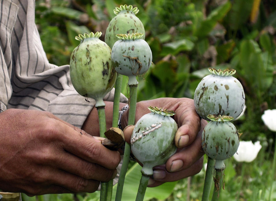 In this Feb. 14, 2006 photo released by United Nations Office on Drugs and Crime (UNODC), a villager harvest opium at a field in Myanmar's Shan state. The cultivation of illegal opium has increased in Myanmar for a sixth successive year, fueled in part by rising demand for heroin across Asia, the U.N. report said Wednesday, Oct. 31, 2012. (AP Photo/UNODC)