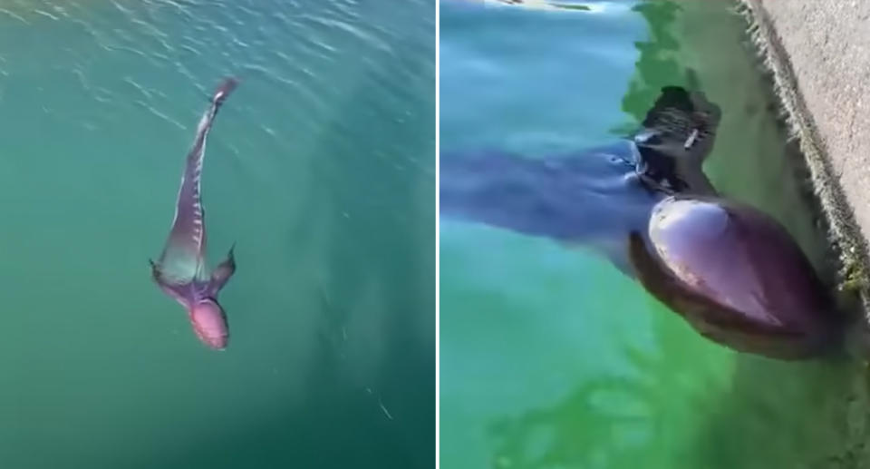 The purplish blanket octopus swimming on the ocean's surface and approaching the jetty. 
