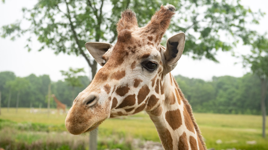 <em>(Courtesy Photo/Columbus Zoo and Aquarium) </em>