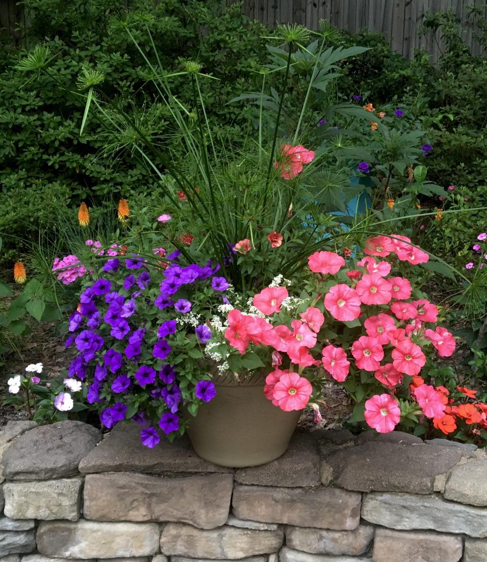 Bermuda Beach Supertunia has been improved and will reach gardeners in 2024. The Garden Guy shows off this new rich and vibrant color in this mixed container with Supertunia Mini Vista Indigo petunia, Diamond Snow euphorbia and Queen Tut papyrus.