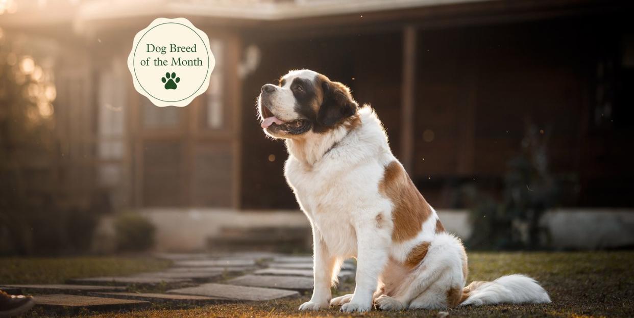 saint bernard dog in front of a house