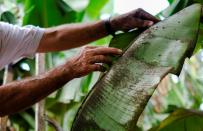 'Please just let it stop' - Volcano ravages La Palma's banana crop