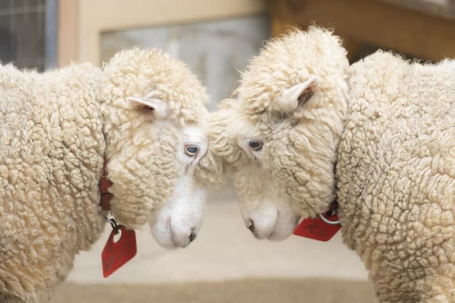 希臘一群綿羊為躲避洪水闖入一座溫室，沒想到竟把溫室內的大麻都嗑光。（翻攝X@THEMMEXCHANGE）