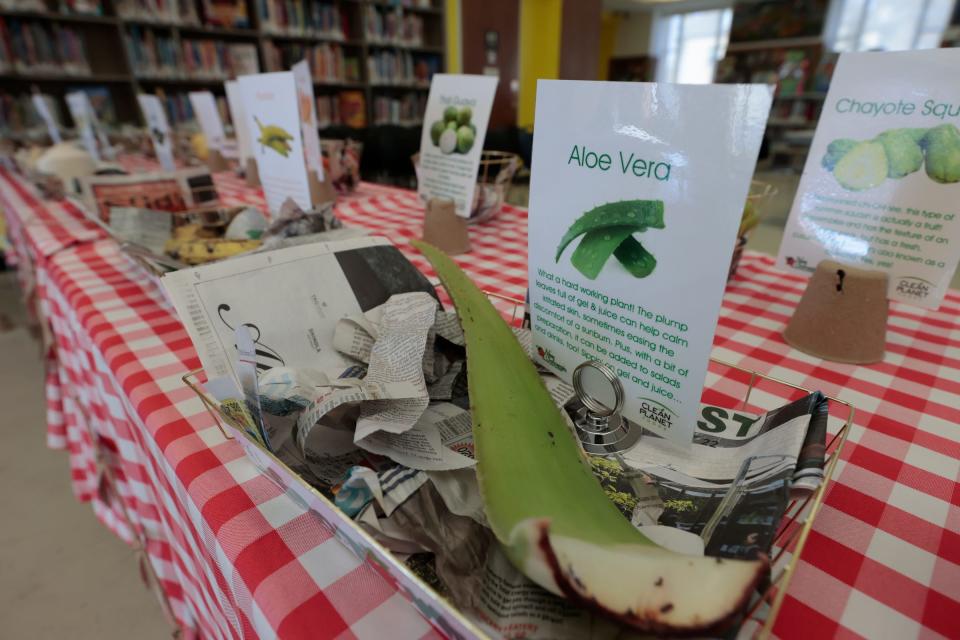 One of several vegetables and plants on display and for kids to touch and learn about at the vegetable petting zoo table that Danielle Carlomusto, 44, of Grosse Pointe Woods, had set up as part of her Gro-Town event in the children’s library at the main branch of the Detroit Public Library on Woodward Avenue in Detroit on Thursday, April 13, 2023. Carlomusto’s program teaches kids about seeds and planting in order to feel connected with the earth and doing outside things with family.