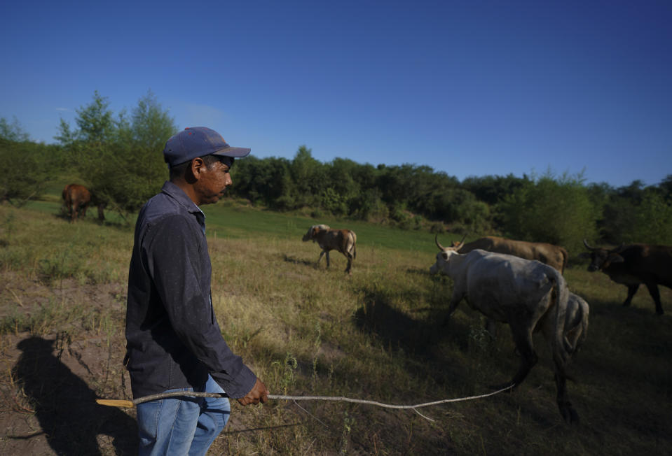A Yaqui Indigenous man herds cows near the Yaqui River on the outskirts of Vicam, Mexico, Monday, Sept. 26, 2022. The Yaquis are the legal owners of at least half the water in the river basin that bears their name and which they have defended through nearly five centuries of massacres and extermination, but they have seen much of their water redirected to feed burgeoning industries and projects to plant vineyards and avocados in the desert. Water-defense leader Tomás Rojo was killed in June 2021. (AP Photo/Fernando Llano)
