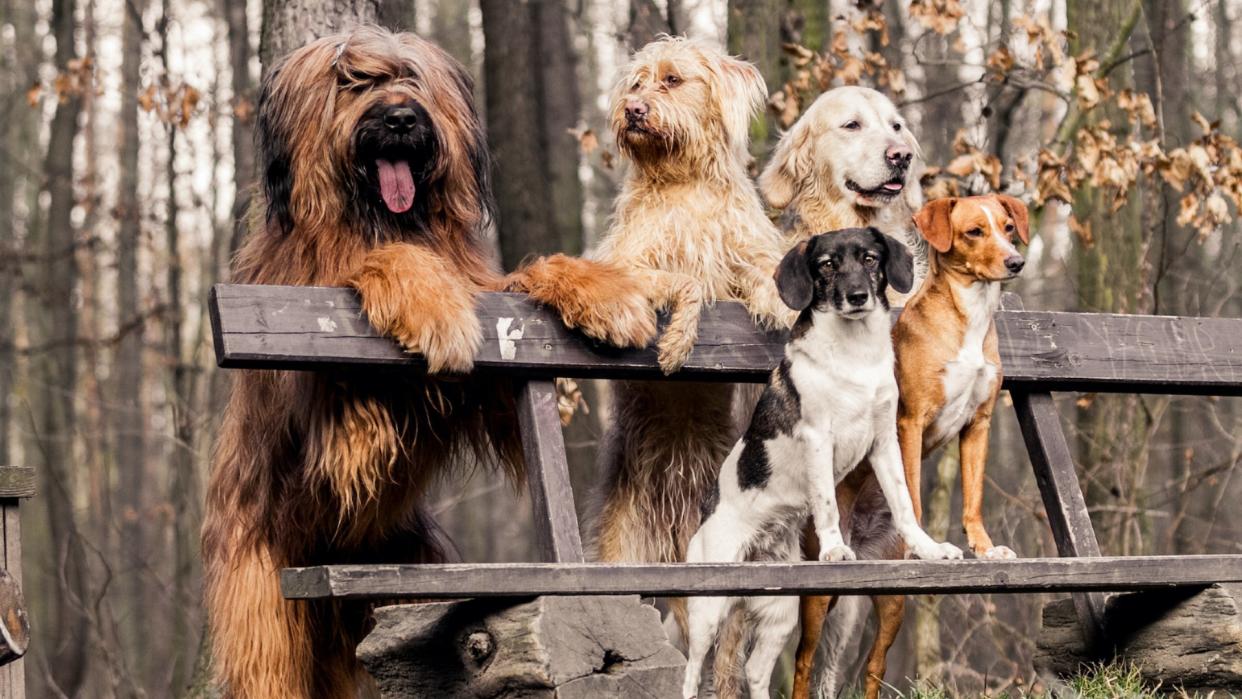  Dogs leaning on a park bench. 