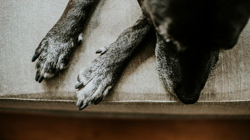 Up close of dog paws on the couch