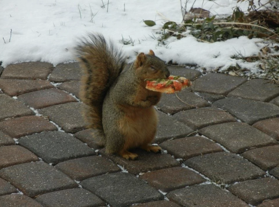 A squirrel is eating a slice of pizza