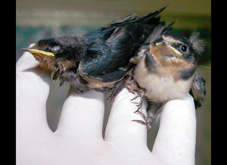 Two baby conjoined barn swallows rest after a fall from their nest in Searcy, Ark. The rare bird discovery was made by a White County resident in her front yard. 