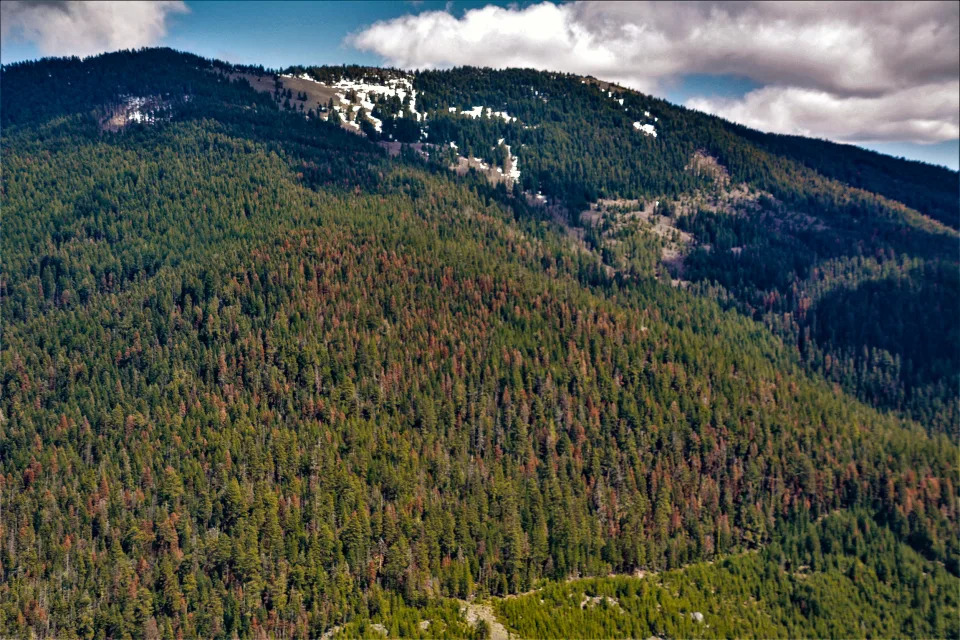 Fir die-off as observed during this year’s aerial survey in the Fremont-Winema National Forest in southern Oregon. (USFS)