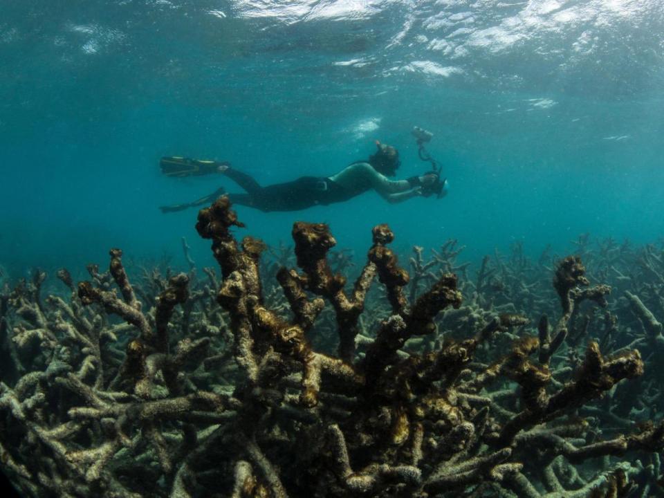 研究顯示，近三十年內大堡礁已失去超過半數珊瑚。（圖片來源／推特@ProfTerryHughes）
