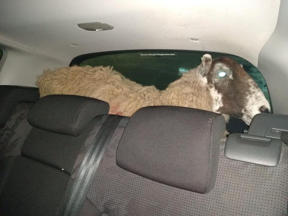 Police stopped a car that had run through a red light - only to discover a SHEEP in the boot.  See SWNS story SWMDsheep. Leicestershire police said the ewe, which was found in the back of a Peugeot in Loughborough High Street on Friday (2/2) at 8.50pm. The farm animal is said to be in good health after being found stood up in the rear of the vehicle.  The police are investigating but the driver and passenger claimed the animal was brought legitimately. 
