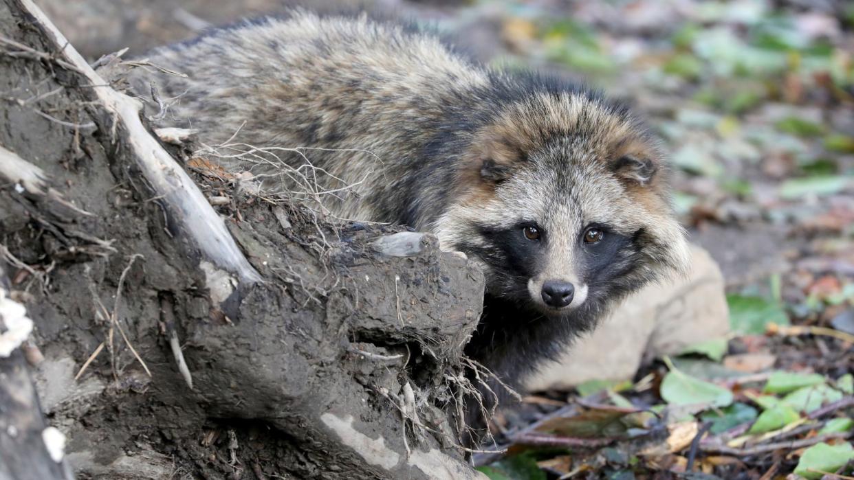  photo shows a common raccoon dog, which looks like a super fluffy raccoon, peering out from behind a fallen log in the woods 