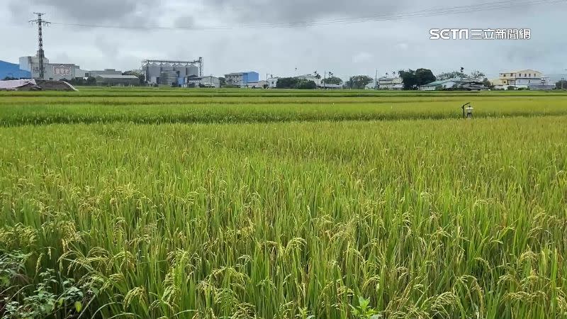 台東關山的稻田受到前幾個月連日下雨的影響，損失慘重。