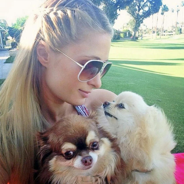 Heiress Paris Hilton dials her cellphone and shows off a mark on her arm as  she arrives at a pet store with her tea cup Chihuahua. Los Angeles, CA.  11/04/10 Stock Photo 