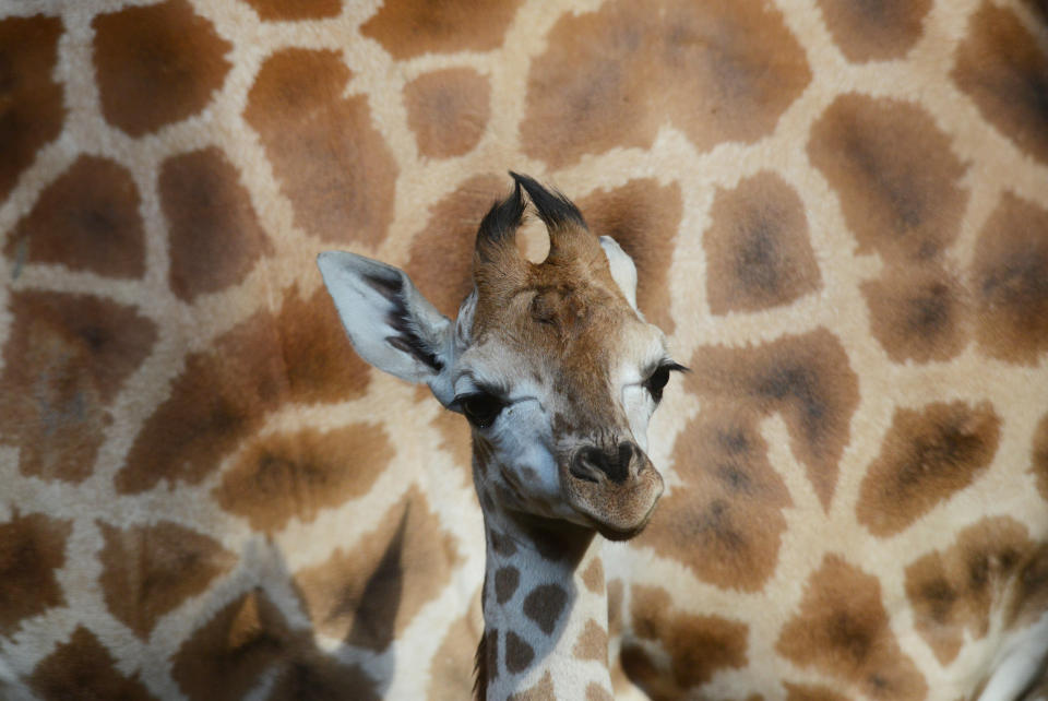 République Tchèque, Prague. Un bébé girafe d'un mois se tient à côté de sa mère au zoo de Prague, le 15 mars 2013. AFP/Michal Cizek