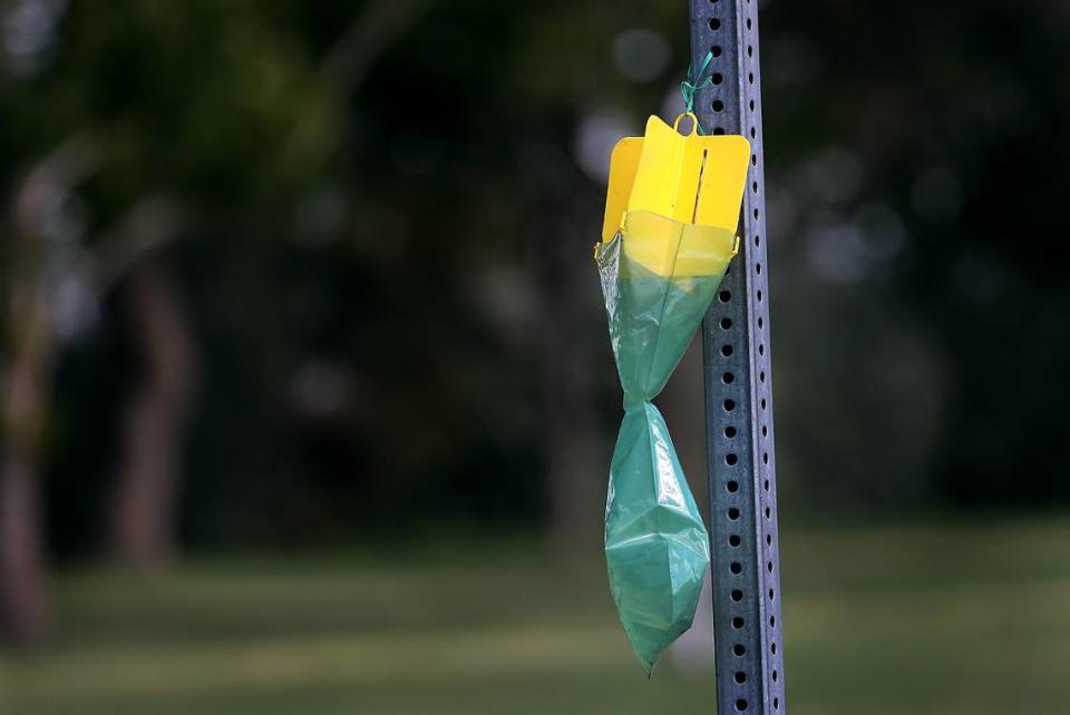 The Washington state Department of Agriculture has hung Japanese beetle traps in the Tri-Cities area when the adult beetles are flying. Bob Brawdy/bbrawdy@tricityherald.com